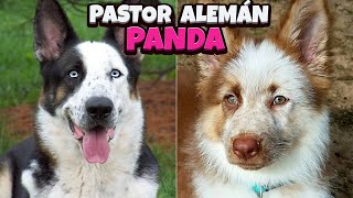 PASTOR ALEMÁN PANDA: La Maravilla Canina Que Parece Salida De Un Sueño! by Pastor Alemán Y Amigos 1,693 views 9 months ago 4 minutes, 29 seconds