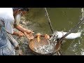 Believe this fishing unique fish trapping system  new technique of catching country fish