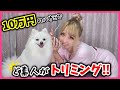 愛犬を可愛くしてあげたくてプロが使うお高いハサミ使ってトリミングしてみましたw【ポメラニアン】【おもち】