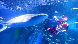 ジンベエザメにクリスマス