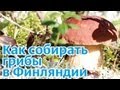 Финляндия: сбор грибов и ягод