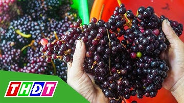 Nho rừng Tây Bắc hút người mua | THDT