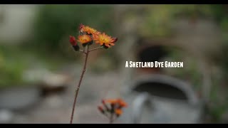 SWW Film Series: A Shetland Dye Garden  with Bunchy Casey