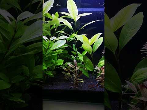 3 секрета чистоты аквариума.