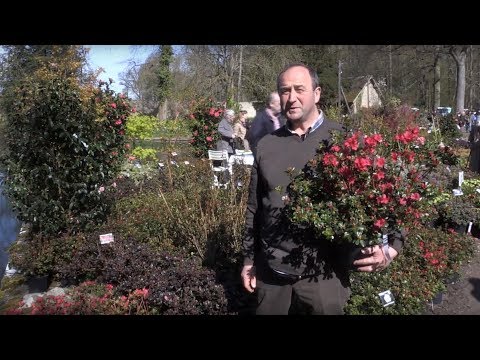 Video: Voortplanting Van Azalea: Hoe Om 'n Blom Deur Steggies En Op Ander Maniere Tuis Te Vermeerder? Opvolg Sorg