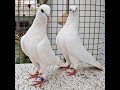 Pure sundry....Imtiaz Sab waly.... Prince pigeons...03053992515