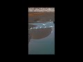 영종도 갯벌 대백로  영상 4K UHD 60F