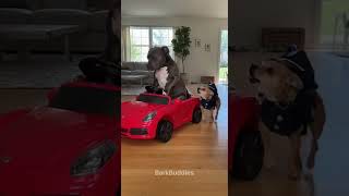 Traffic Stop Gone Funny 😂 #dog #funnydogs #pets #funnyanimals #shortsfeed #viralshort