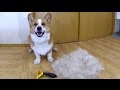 FURminator L / コーギーをファーミネーターでブラッシングしてみた 20140429 Goro@Welsh corgi