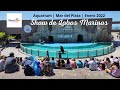 Aquarium Mar del Plata 2022 |  Show de lobos marinos