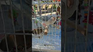 Meet Macarena, A Beautiful Exotic Quakier Parrot. .