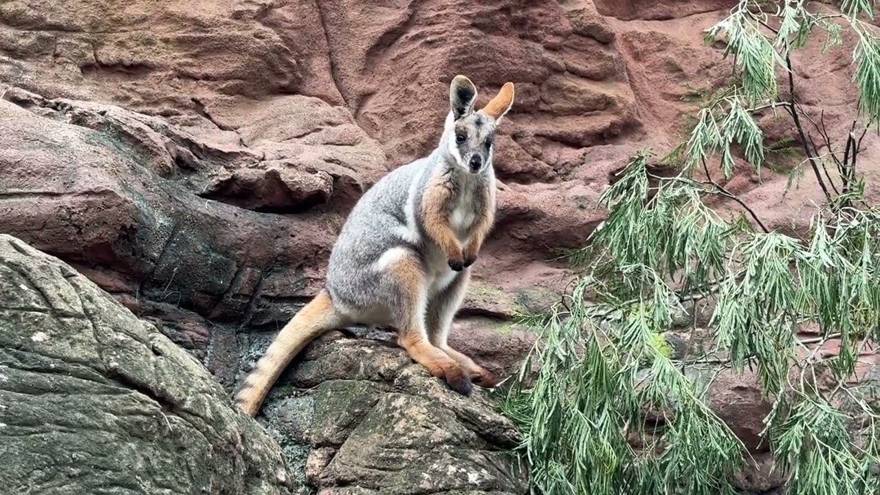 Australian Wallaby. A Yellow-Footed Rock Wallaby