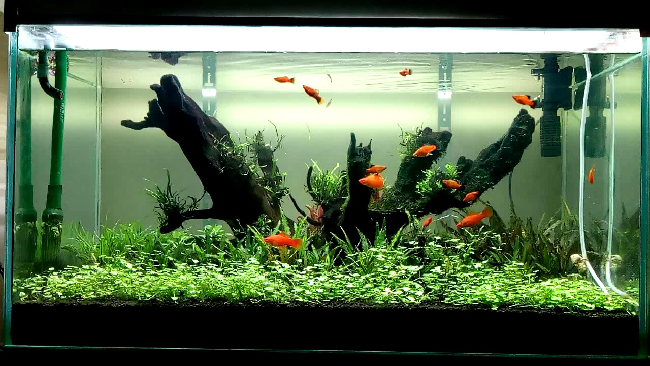 camera iphone 8 plus apk Nature aquarium with swords, plates and ghost shrimps!