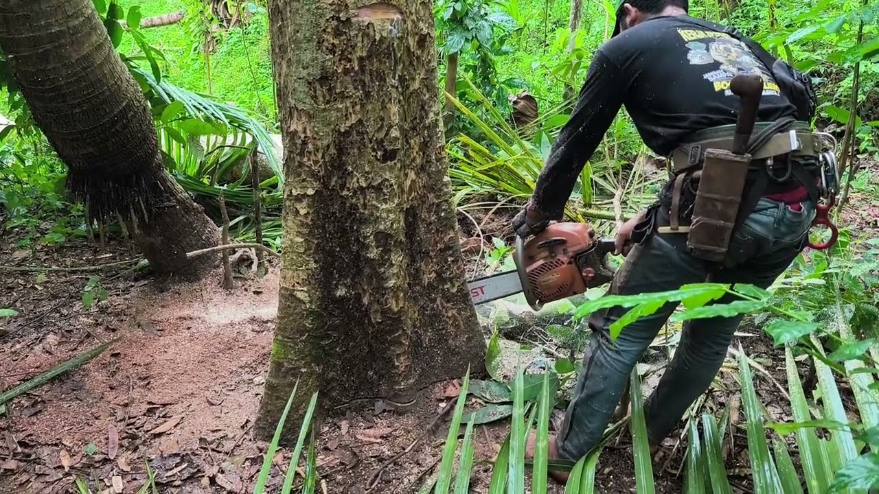 MENEBANG KAYU WERU #kayuweru#nature#tree#woodworking#kayuindonesia 