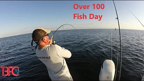 Epic Day on Tampa Bay Fishing For Grouper and Snapper