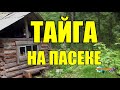 ЖИЗНЬ НА ПАСЕКЕ  ТАЙГА ПРОМЫСЕЛ