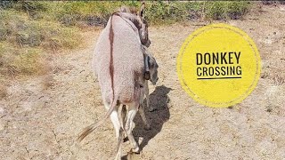 Donkey Mating Season Animal Crossing