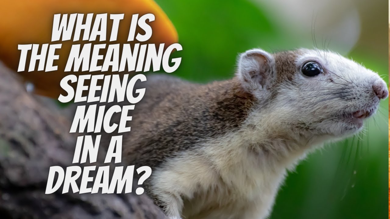 what-is-the-meaning-or-interpretation-of-seeing-mice-in-a-dream-youtube