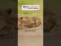 母親を失った子イボイノシシの必死の逃走劇 #野生動物 #サバンナ #イボイノシシ #fyp #foryou