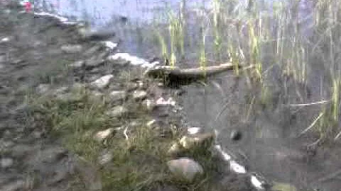 graham gets his biggest pike