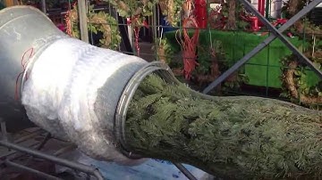 Netting a Christmas Tree