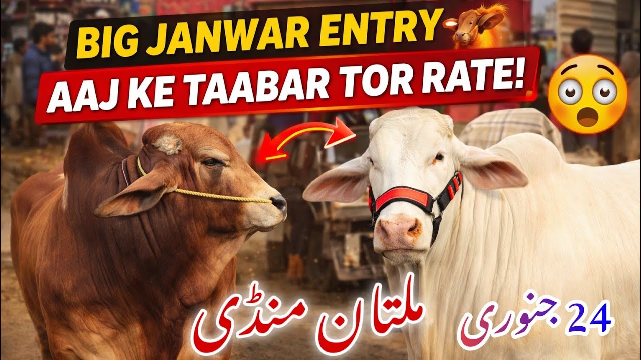 🚨 Multan Cow Mandi Saturday Update | Aaj Ke Taaza Rate & Big Animals Entry 🐂🔥