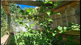 11.6.2022 - Des Merisiers Dans Les Coffres À Tomates