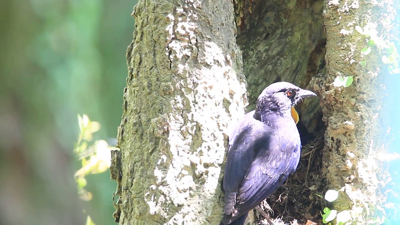 The Taiwan whistling thrush feeding baby, 紫嘯鶇育雛 