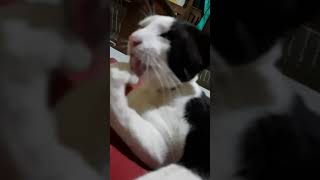 Jilat Eskrim Si Khucing