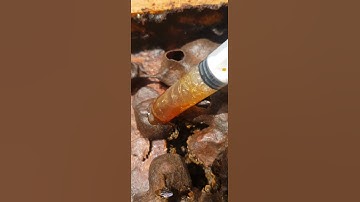 close up honey harvesting #bees #pot #honey #shorts