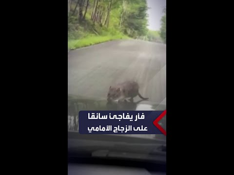 فأر فاجأ سائقا أثناء قيادته في إحدى بلدات نيويورك على الزجاج الأمامي لسيارته