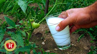Give MILK to your TOMATO, CUCUMBER  100% WORKING !