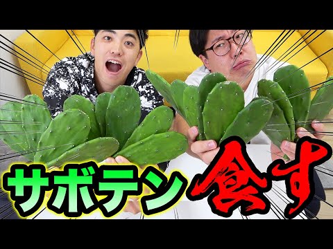サボテンって食べれるの?食べてみた結果まさかの、、、!?