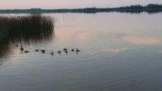 Утки на озере Тараскуль.