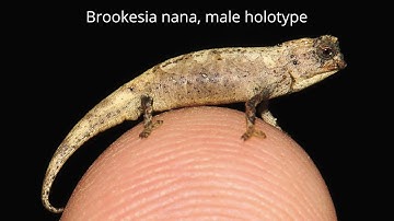 Brookesia nana - World’s Smallest Reptile