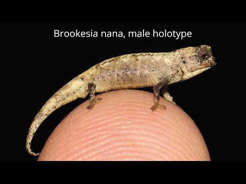 Brookesia nana - World’s Smallest Reptile