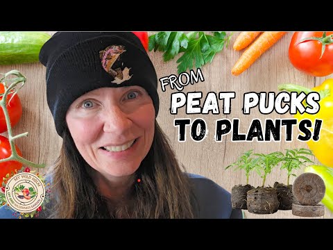 Greenhouse Seed Starting Guide - From Peat Pucks to Plants!