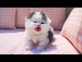 子猫たちの愛らしい鳴き声が心を癒してくれます ♥