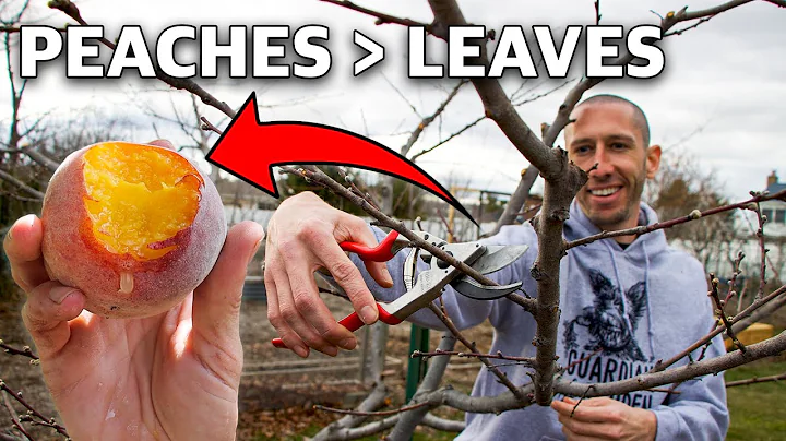 How to Prune a Peach Tree in 4 Simple Steps! - DayDayNews