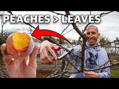 Video: Tropi-Berta Peach Care - Kuinka kasvattaa Tropi-Berta persikkapuuta