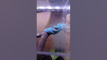 Live Feeding Venomous Snakes #6 #viper #snake #pitviper #reptiles #blue #blueviper #animals