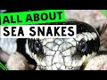 All about Banded Sea Kraits - Sea snakes of Philippines