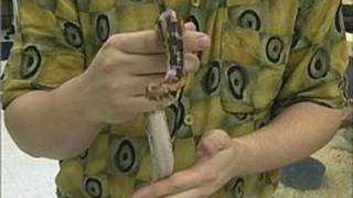 How to Care for Blood Pythons : Blood Python Behavior