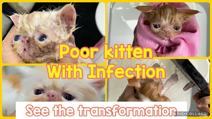 Video 11758471: kitten bath, cat kitten, cat shampoo