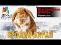 Кролик-баран - Интересные факты о породе | Кролик породы баран