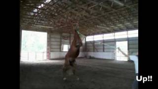 My horse rearing on command