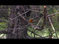 Зарянка - Erithacus rubecula - Червеногръдка