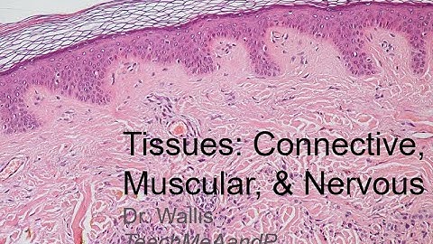 Tissues Part 2: Connective, Muscular, and Nervous Tissues