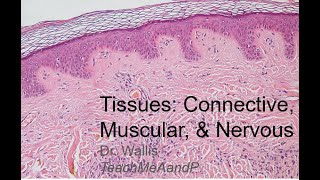Tissues Part 2: Connective, Muscular, and Nervous Tissues