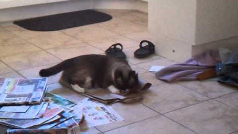 Catnip and Paper Bags